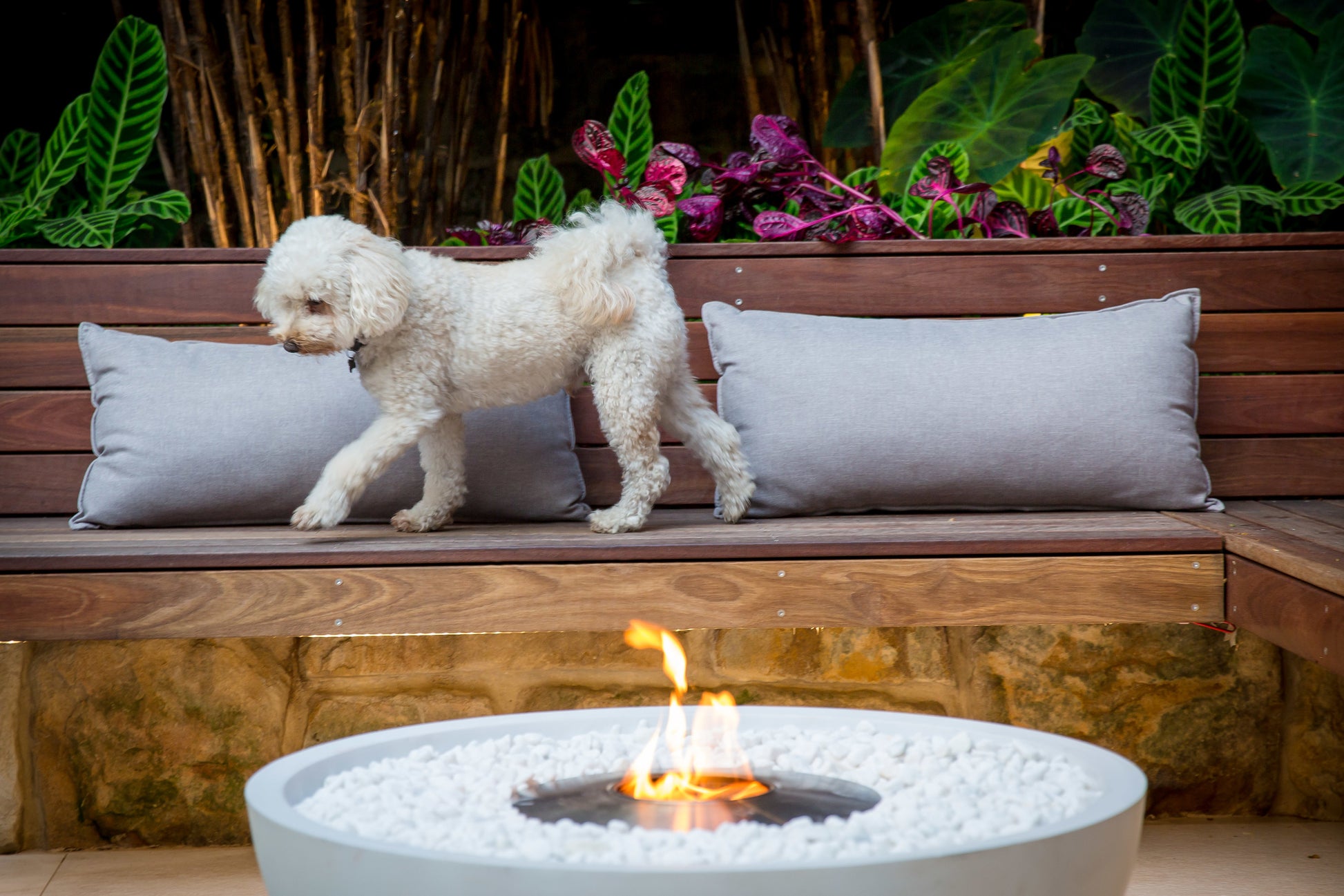 White dog standing on a wooden bench with a fire pit and plants in the background